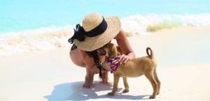 Île pour adopter des chiens