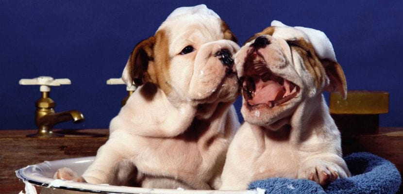 Astuces efficaces pour aider votre chien a vaincre sa peur - plare.