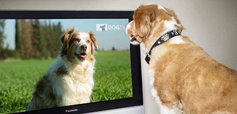 DOGTV - plare.