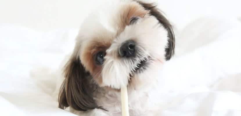 Risques du chewing gum pour les chiens tout ce que - plare.