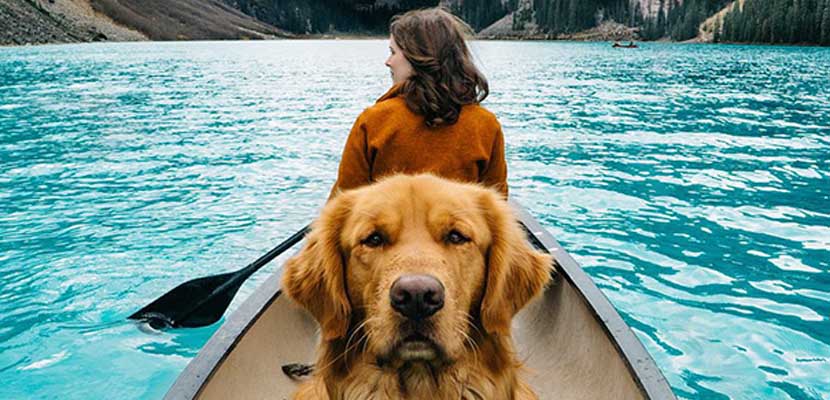 golden retriever en canoa - plare.