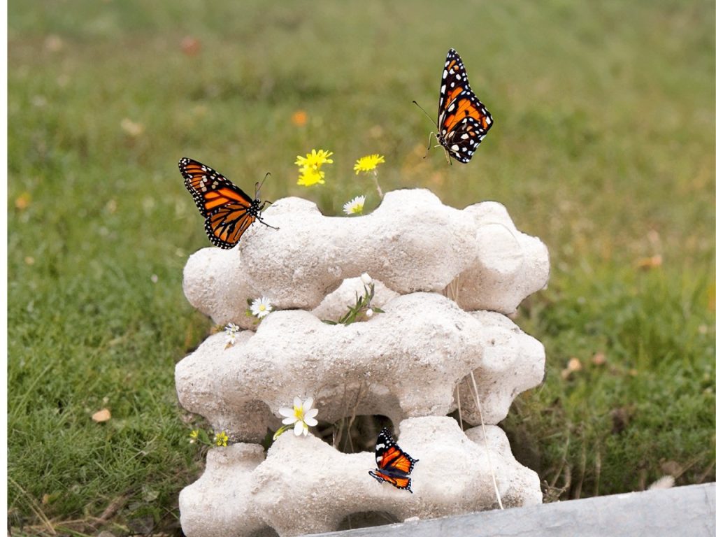 Découvrez Eggnest : Le Sanctuaire Durable qui Attire les Papillons comme Jamais !