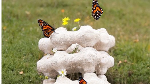 Decouvrez Eggnest Le Sanctuaire Durable qui Attire les Papillons - plare.