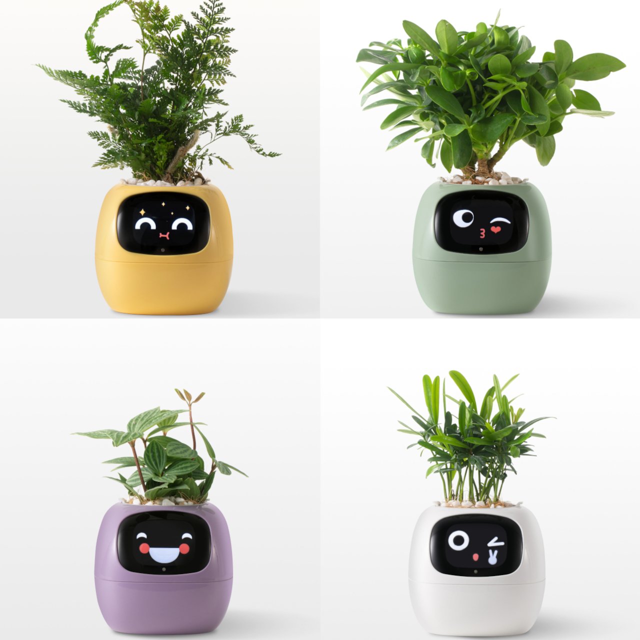 Technologie intégrée au pot Ivy