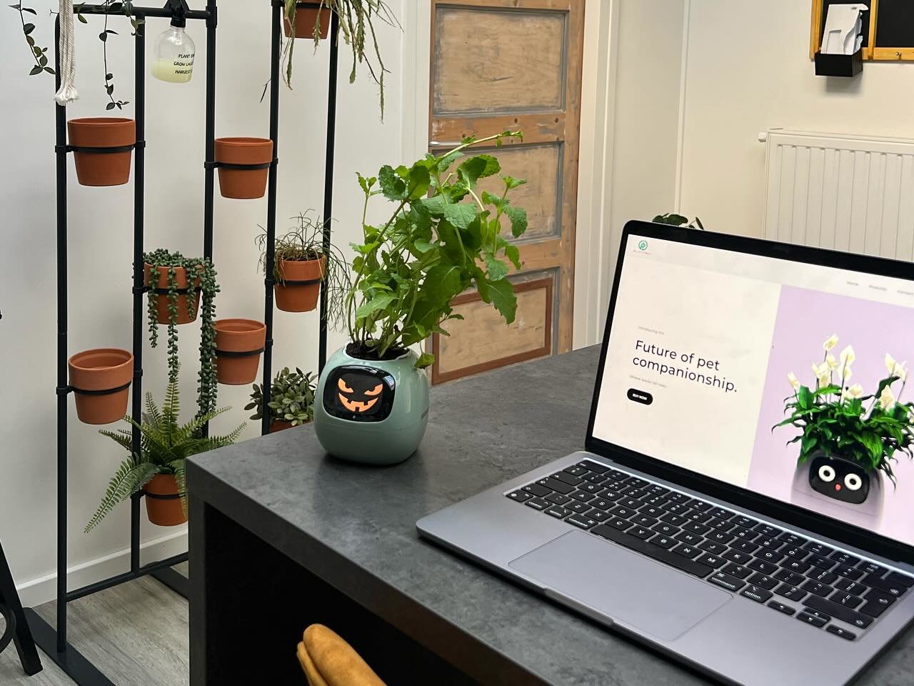 Plantation avec le pot Ivy