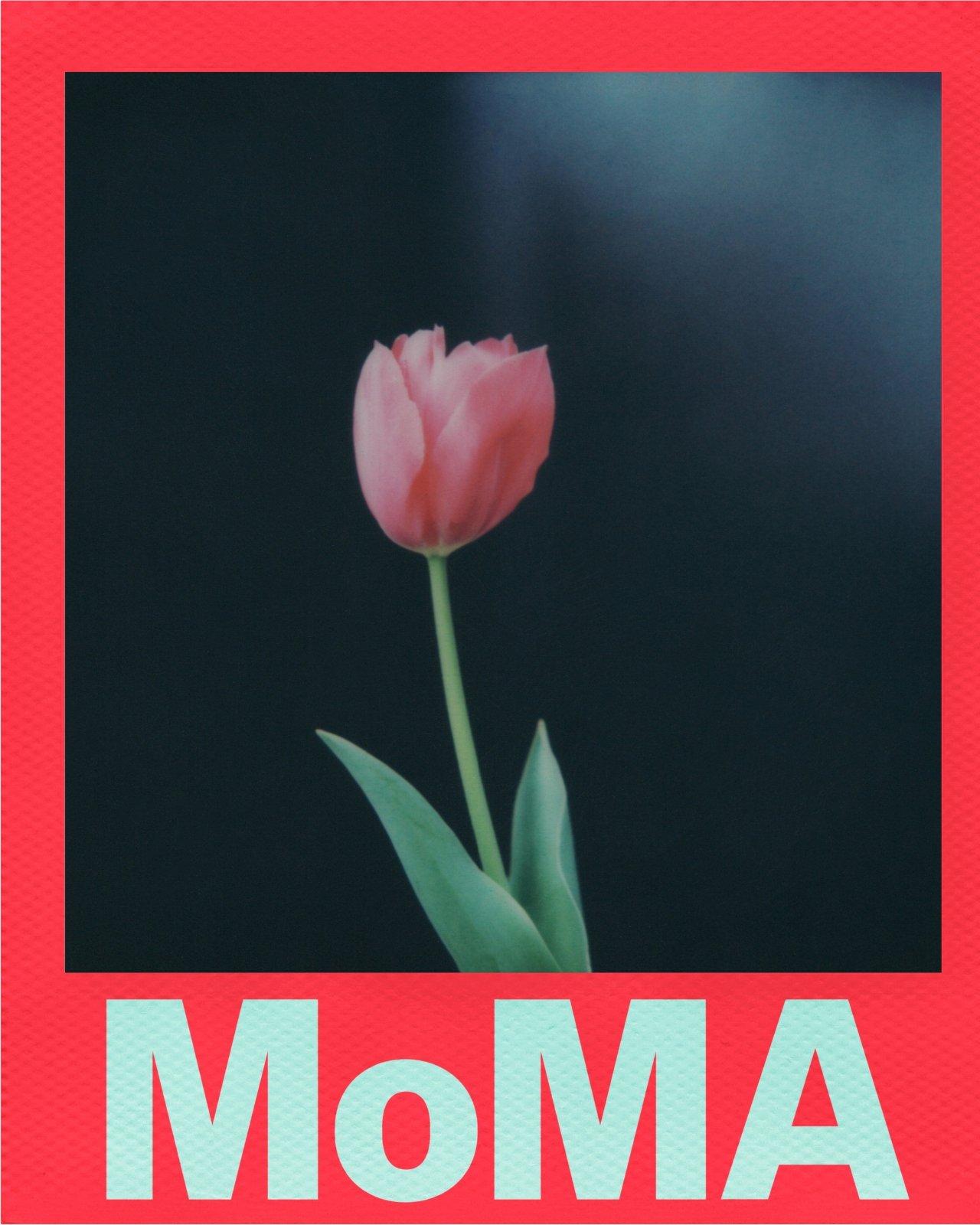 Polaroid et MoMA