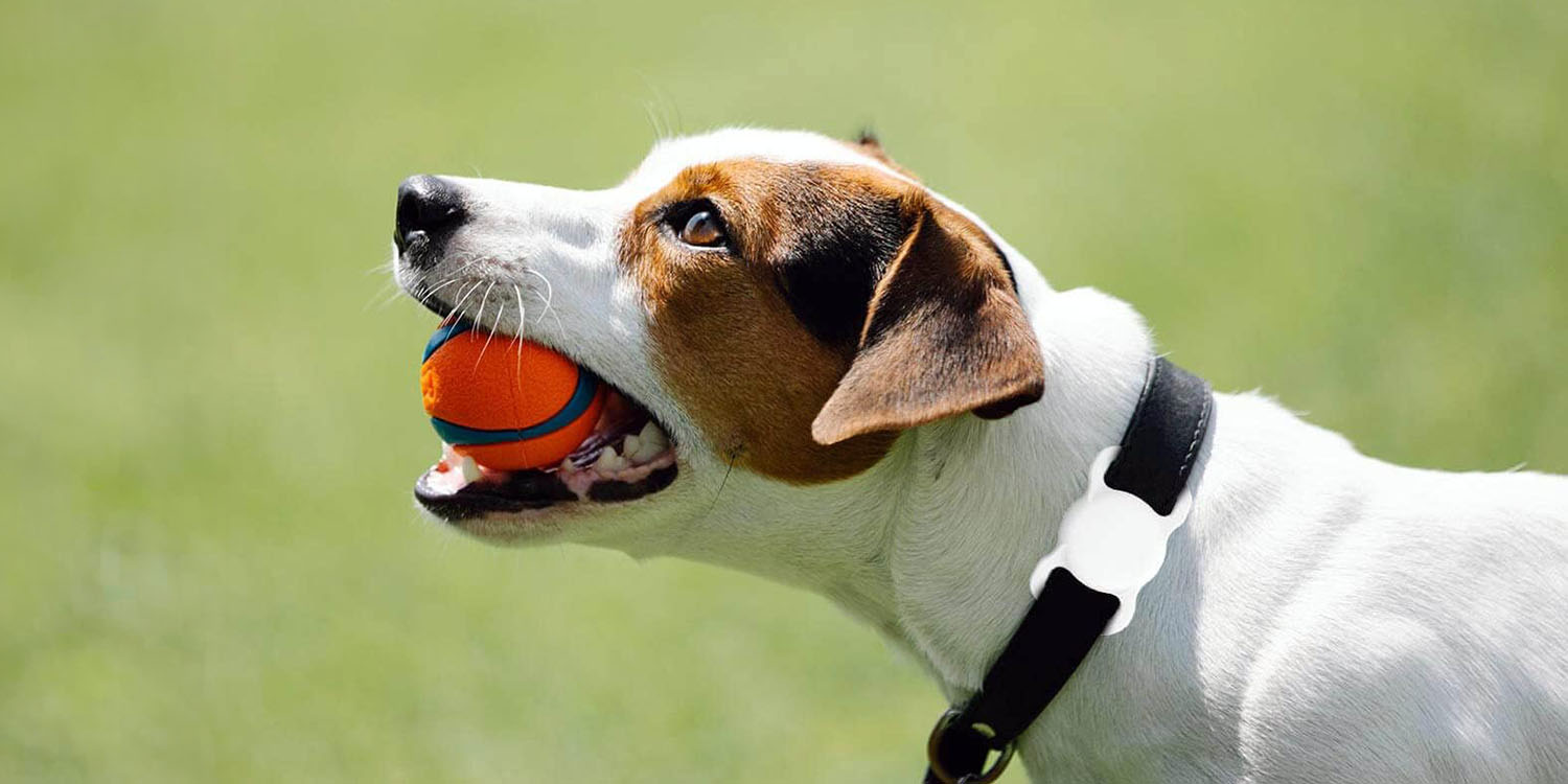AirTag aide à retrouver un chien perdu et souligne l'importance de surveiller les niveaux de batterie - plare. Un AirTag aide un chien perdu à retrouver son propriétaire – et nous rappelle de surveiller les niveaux de batterie