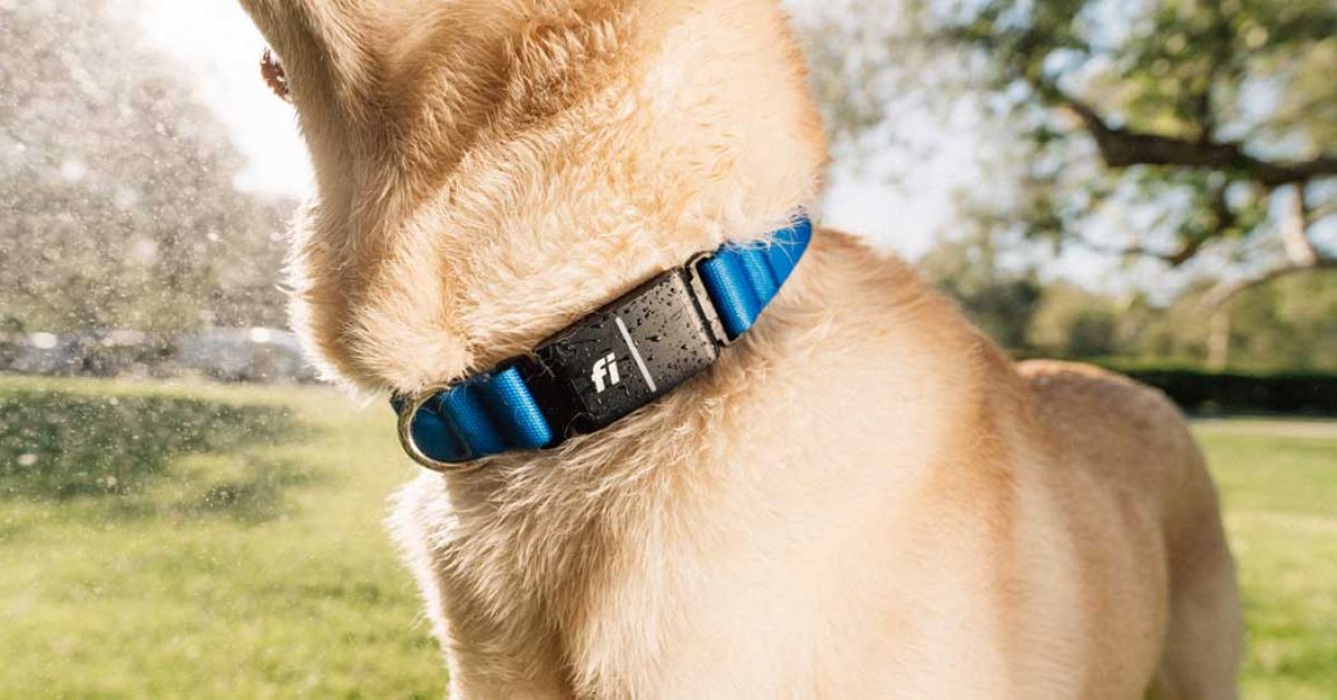 Fi's Series 3+ GPS collar pour chiens : détection des comportements avec l'IA