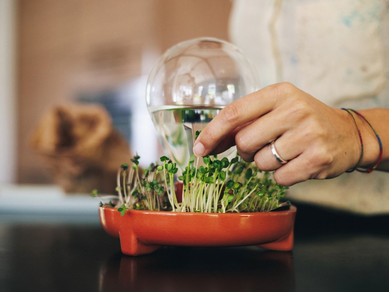 1750001861 379 Decouvrez les 5 Etapes Essentielles pour Cultiver des Microgreens Nutriments - plare.