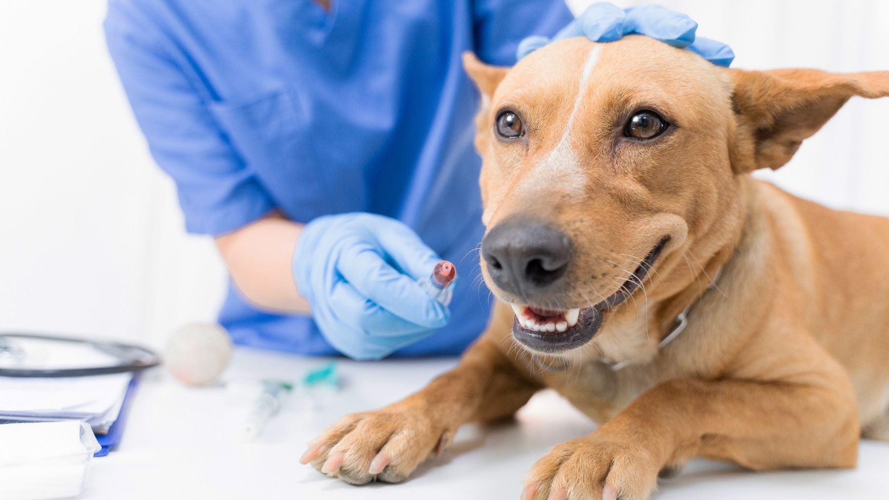 Causes du surpoids chez les chiens