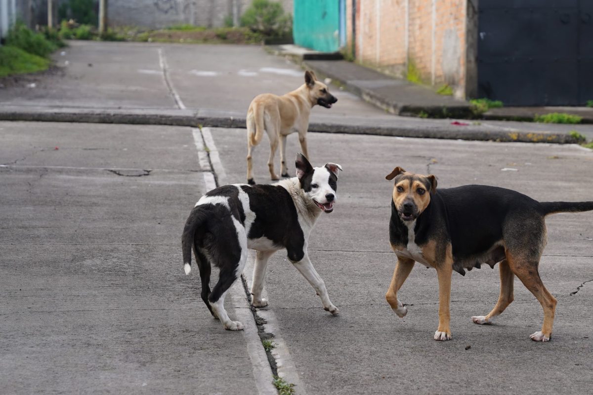 Entraînement de chiens pour la recherche et le sauvetage