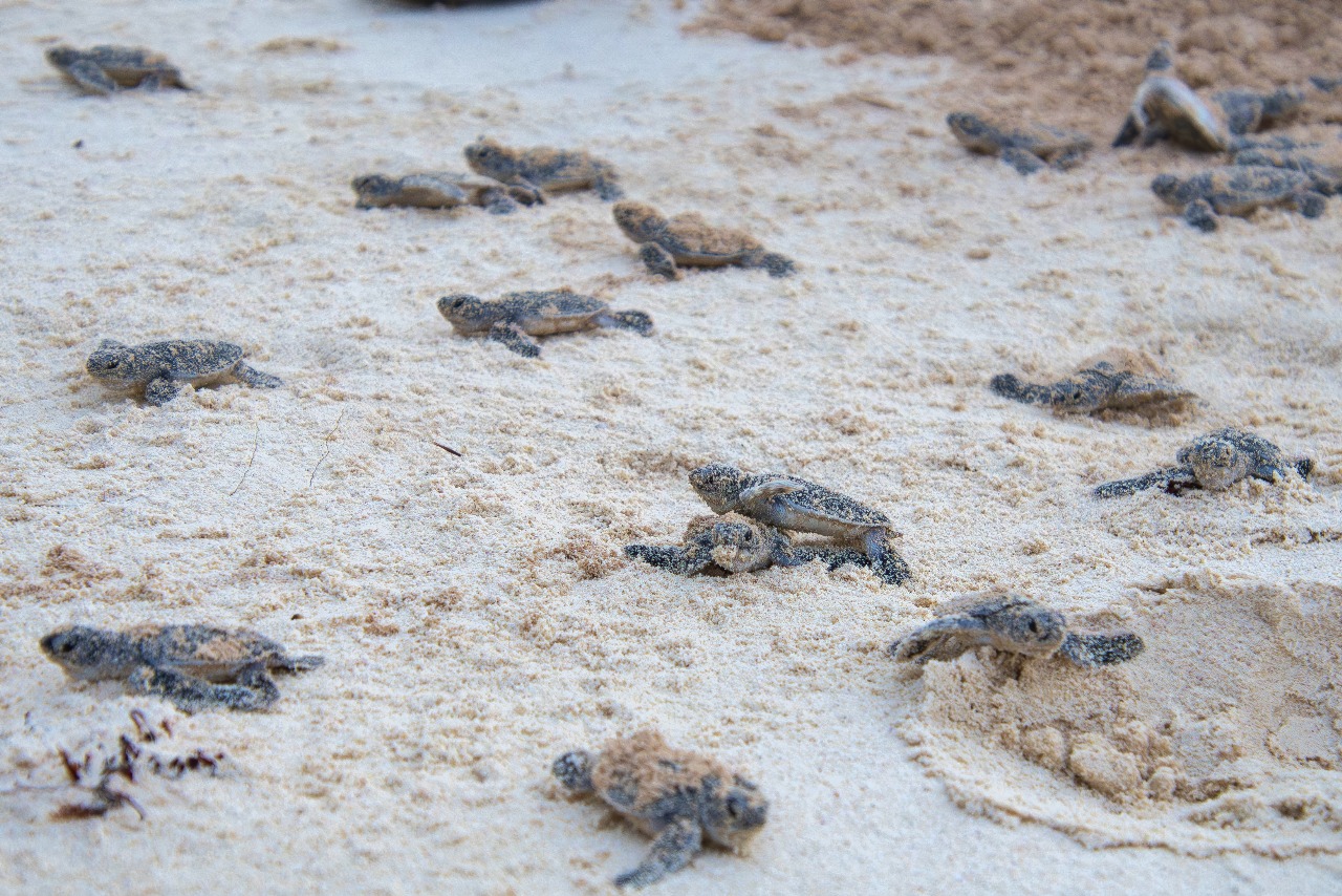 tourisme et nids de tortue