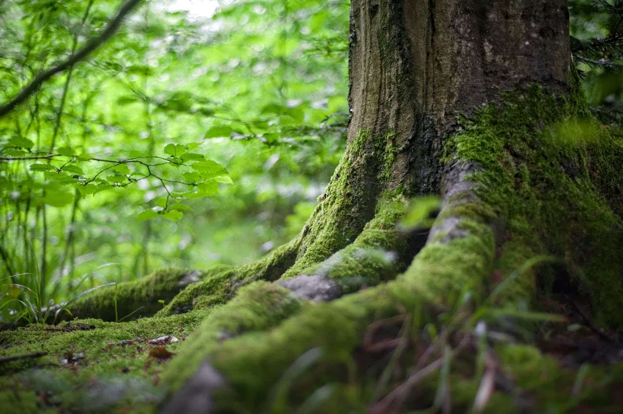 Voluntariado y reforestación urbana