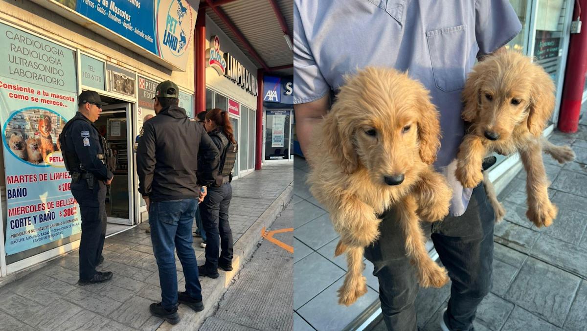 Rescate de animales por venta ilegal