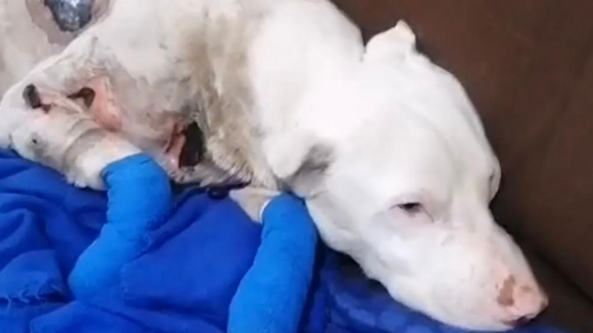 Bien-être des chiens croisés secourus
