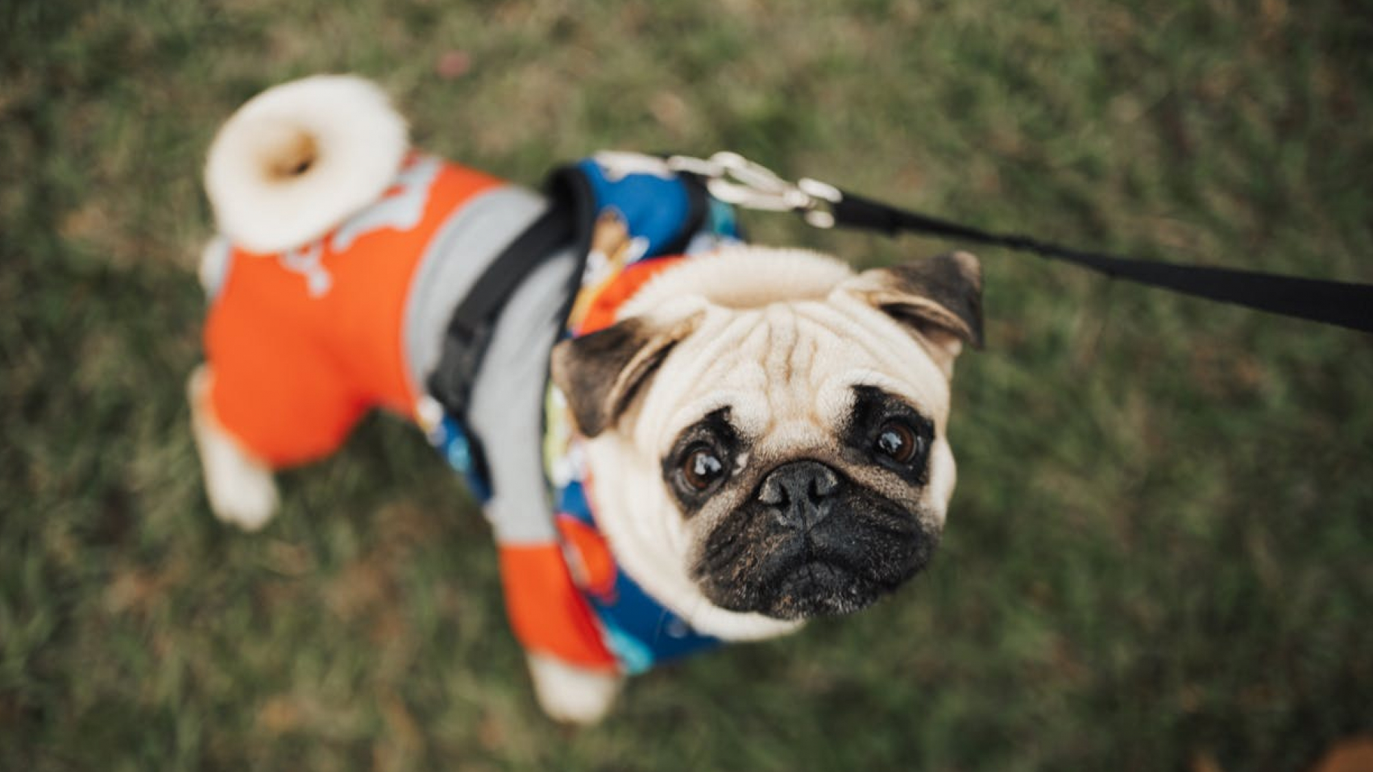 Rescate de perros mestizos