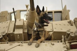 Naviguer des défis de protection en retirant des services actifs vers la retraite. - plare. chiens militaires