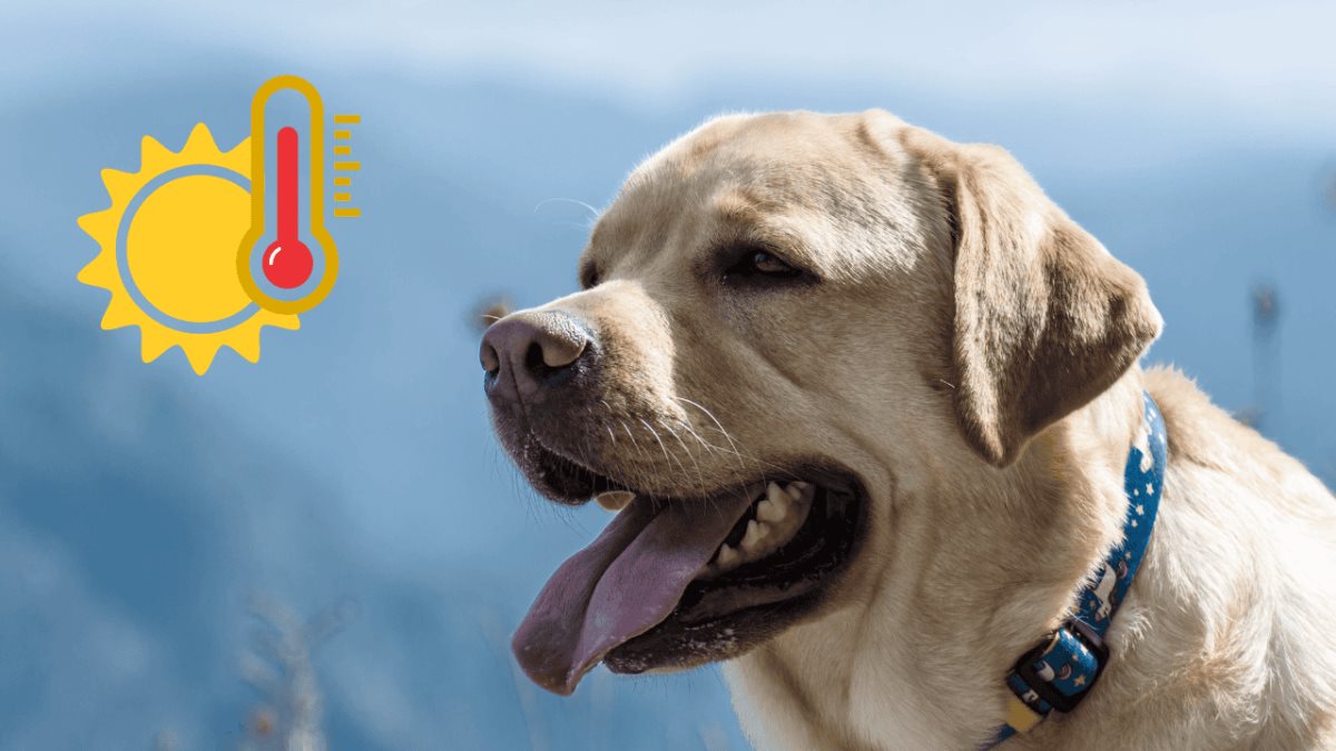chien se rafraîchissant en été