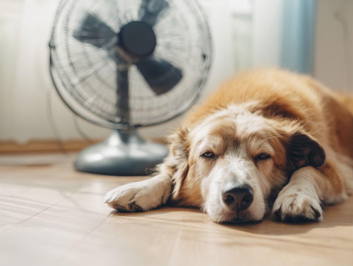 chien prenant chaud en été