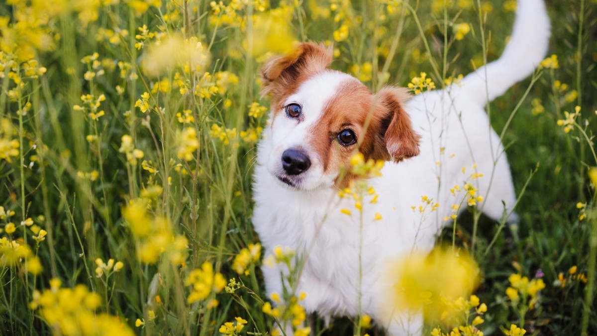 Races canines peu communes