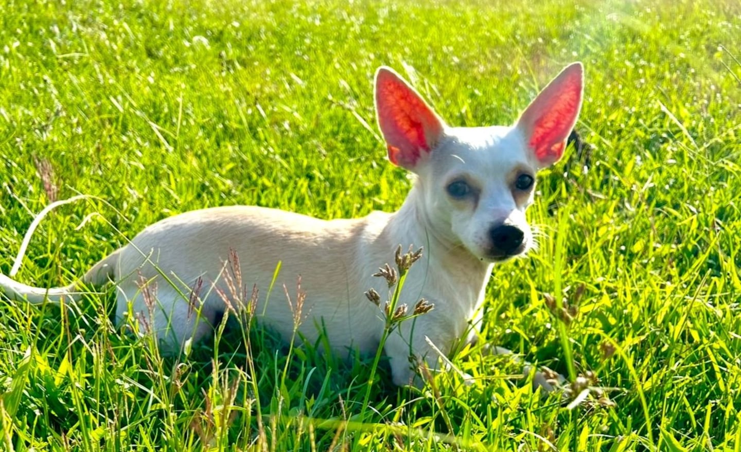 Consejos para calmar perros que ladran
