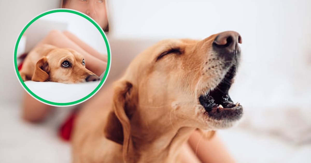 Ladrido de perro a desconocido