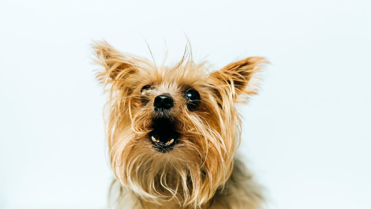 Perro sociabilizando