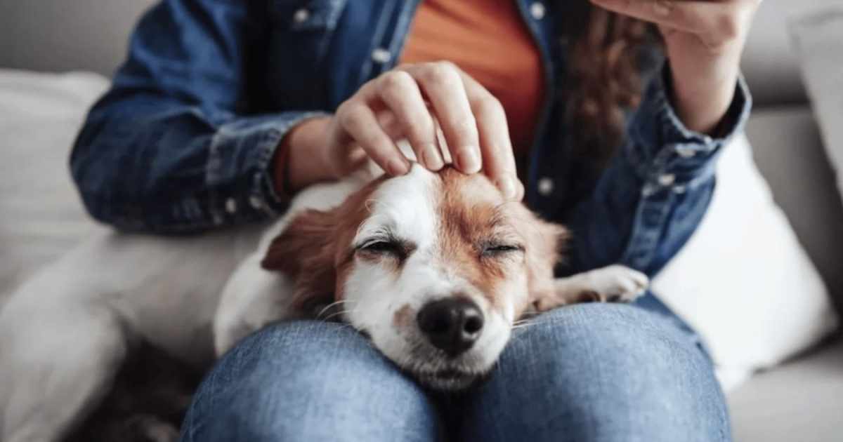 Homme caressant un chien au parc