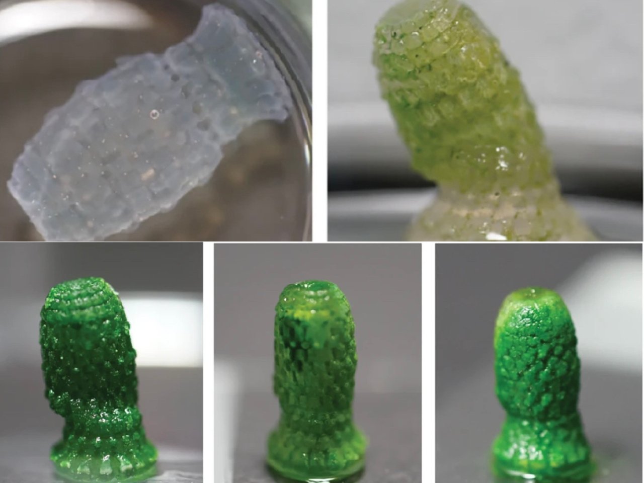 1750786525 219 Decouverte revolutionnaire des scientifiques concoivent un materiau vivant capable - plare.