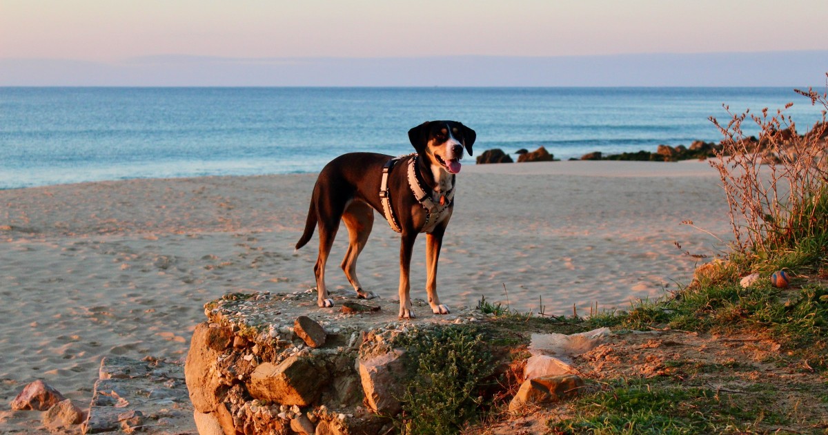 playa canina Saint-Sébastien