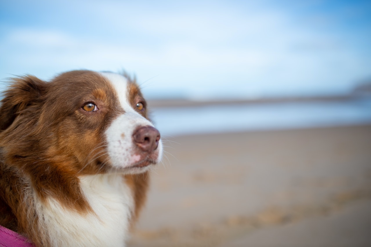 zonas de playa para perros