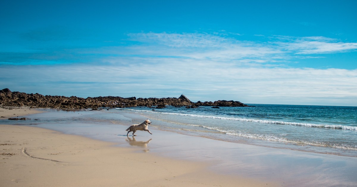 playa canina Punta Umbría