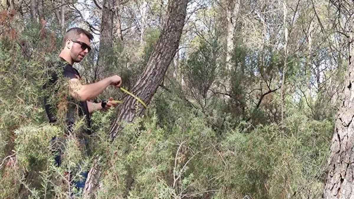 Residuos forestales convertidos en energía