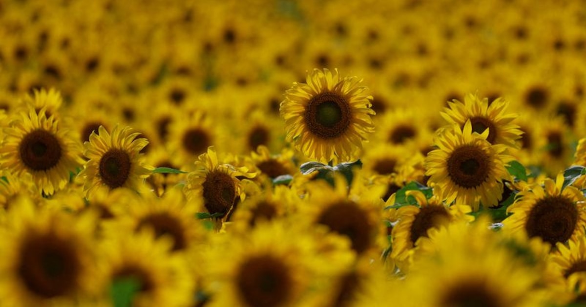 girasoles en el campo