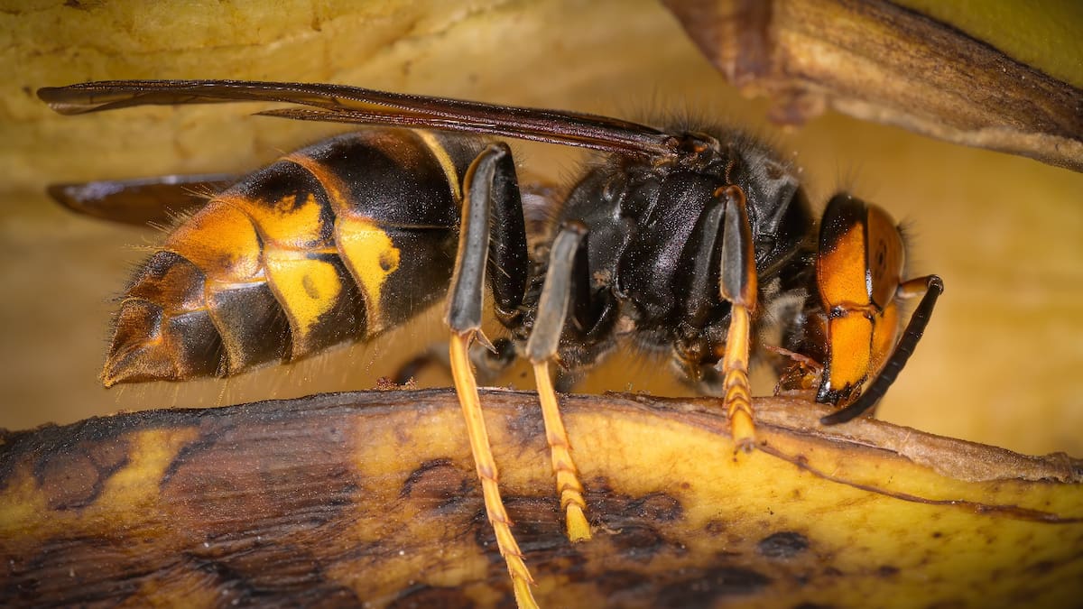 Retrait d'un nid de Vespa velutina