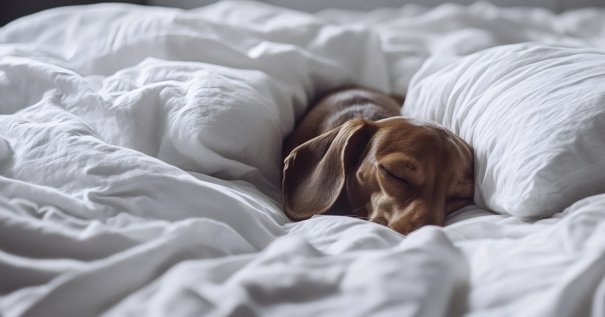 causes allergies chez chiens