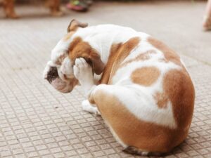 Améliorez votre qualité de vie : symptômes, causes et solutions à connaître - plare. allergies chez chiens et leurs causes