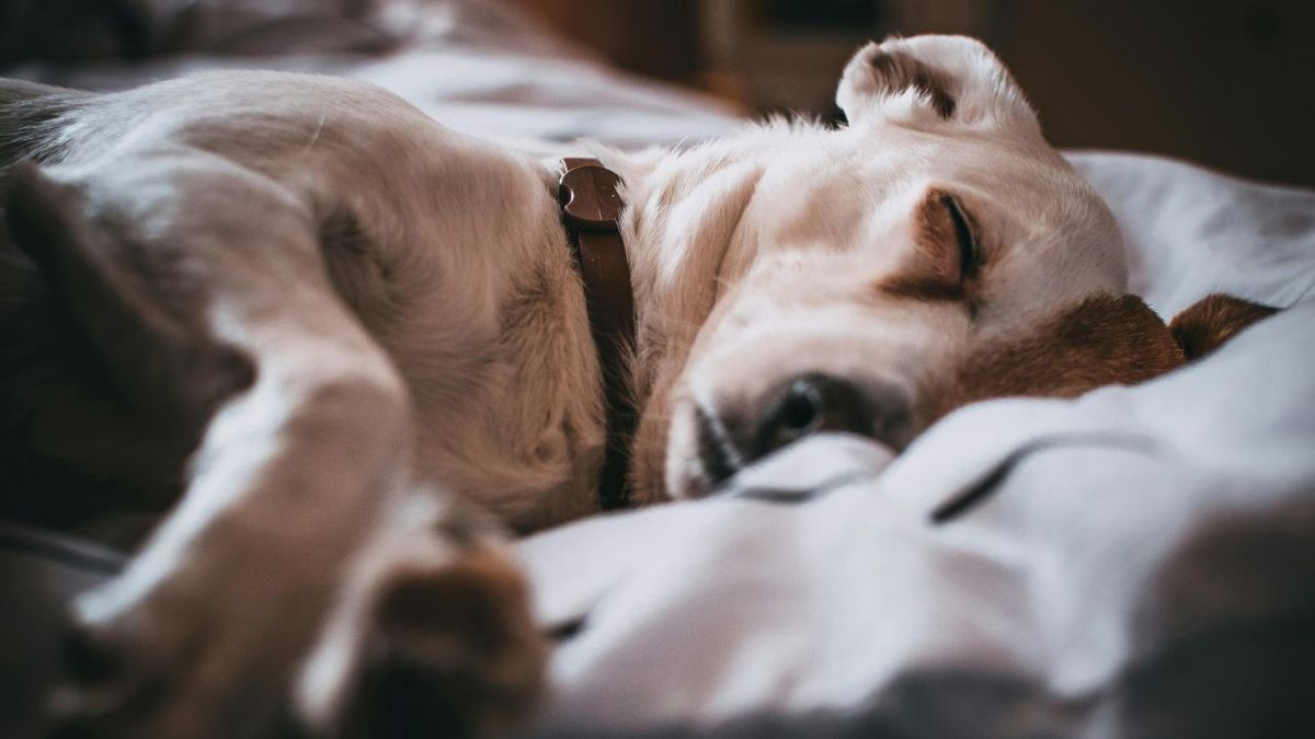 symptômes allergie chien
