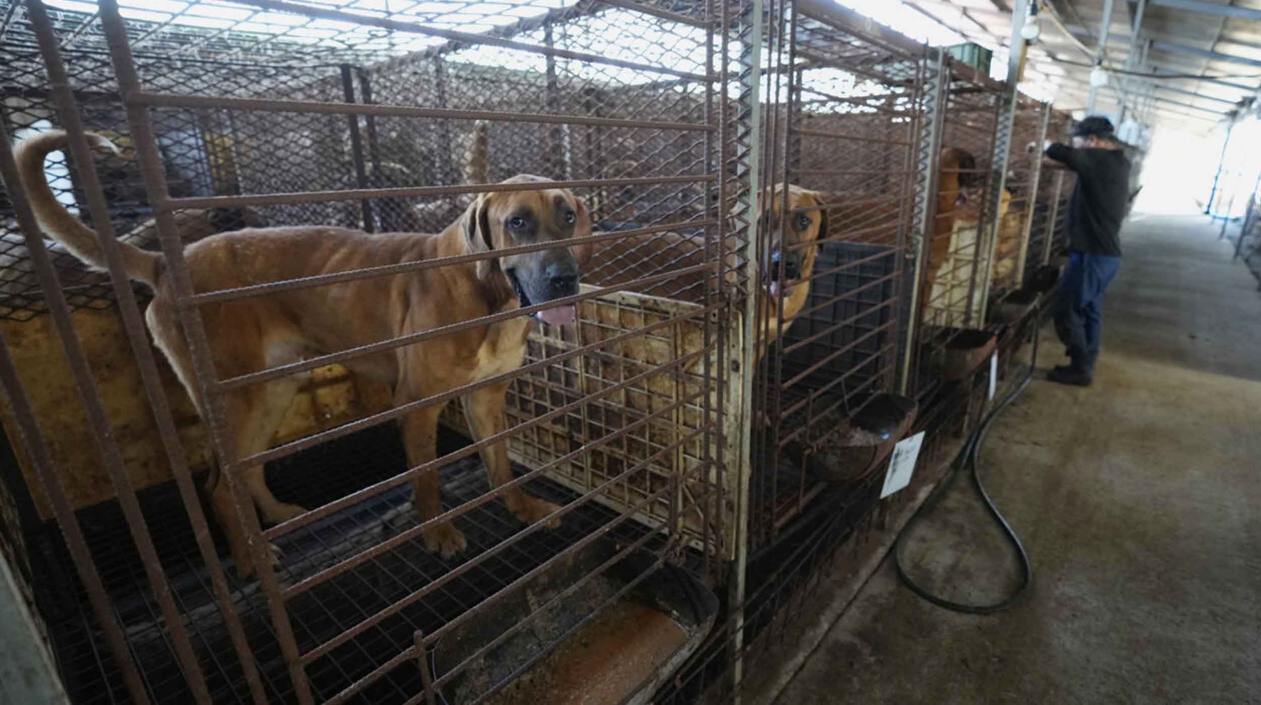 Situation des chiens après l'interdiction en Corée du Sud