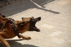Chien agressif aboyant