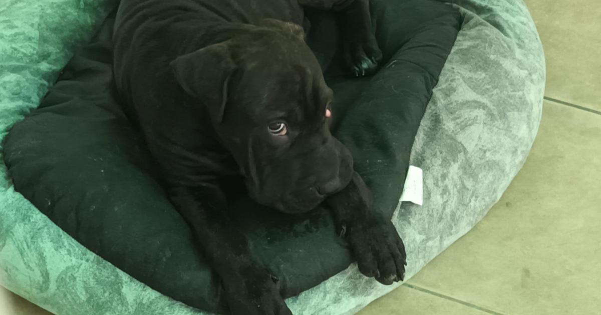 Chiens attendant adoption Sa Coma