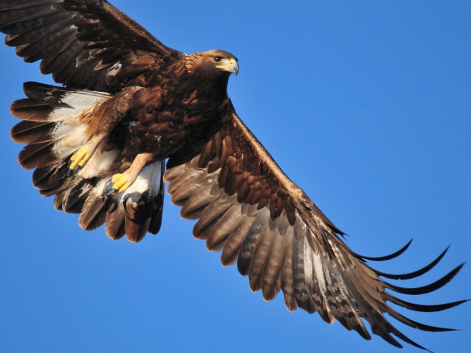 Aguila real causas y soluciones a su peligro de extincion 9 - plare.