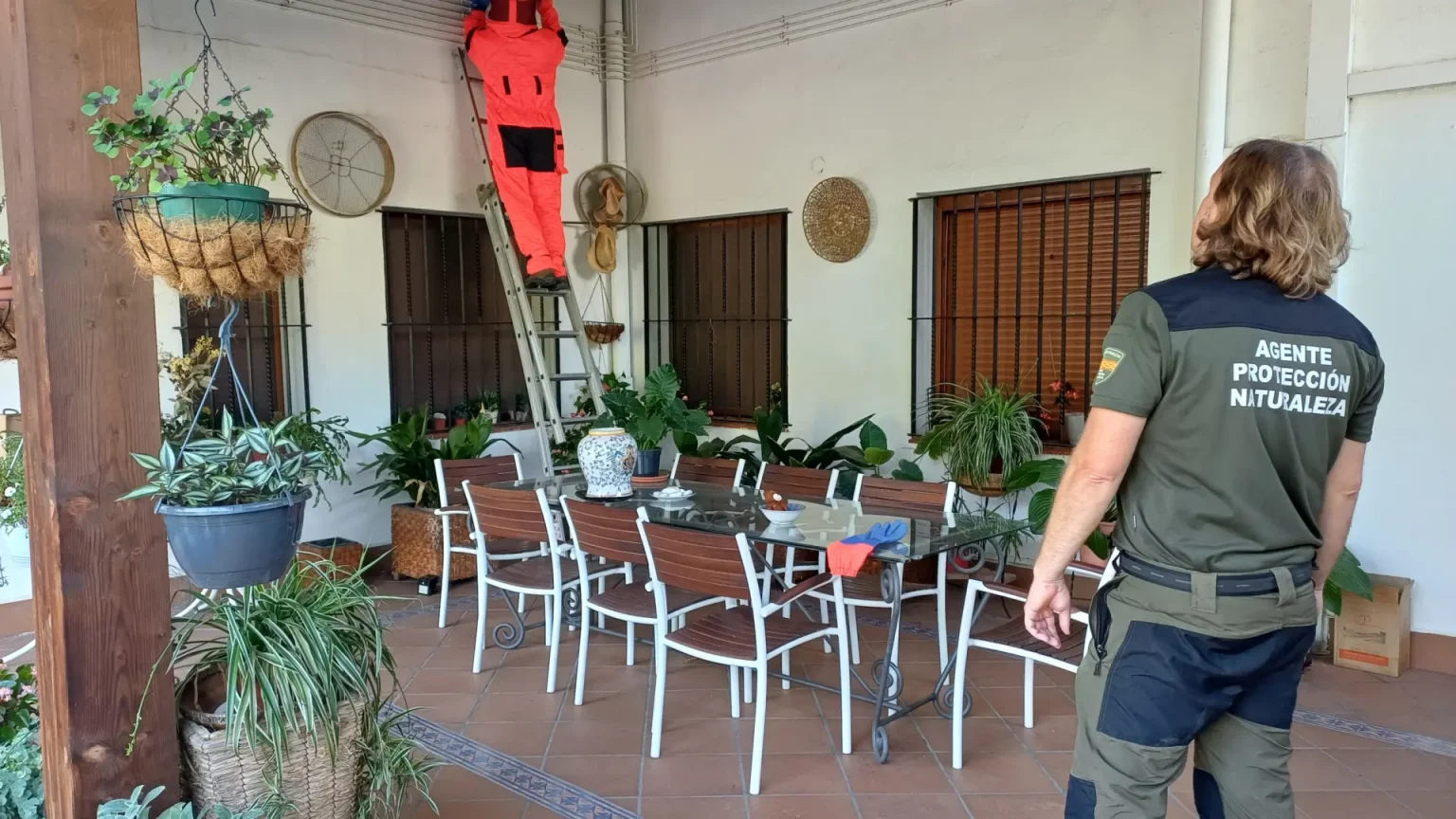 Alerta sur les risques associés aux nids urbains : comment gérer leur retrait efficacement