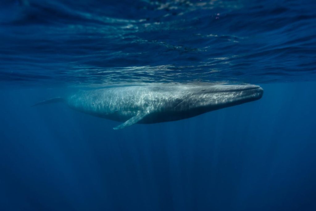 Ballena azul et autres espèces de baleines en danger : causes, protection et actions indispensables