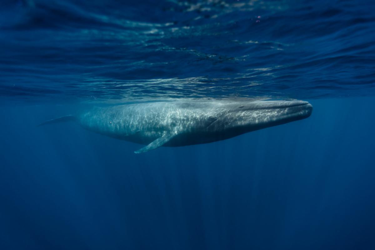 Ballena azul y otras ballenas en peligro de extincion causas y proteccion 1 - plare.