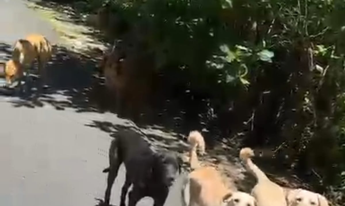 chiens observant le lever du soleil