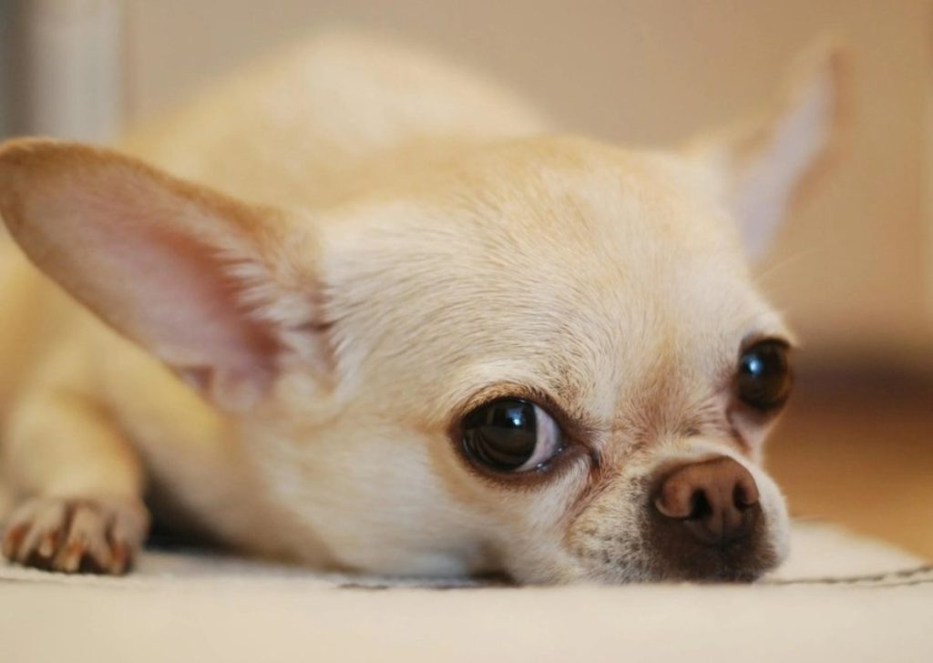 Bien sûr ! Voici une suggestion de titre SEO :
« Nouveautés essentielles de la législation européenne : ce que vous devez savoir sur vos droits »