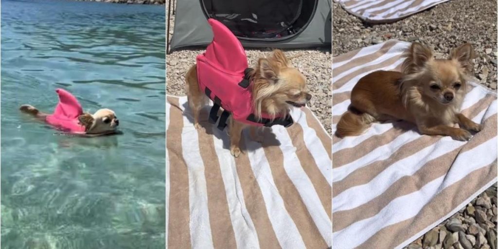 « Les vidéos les plus virales des chiens mexicains au charme irrésistible »