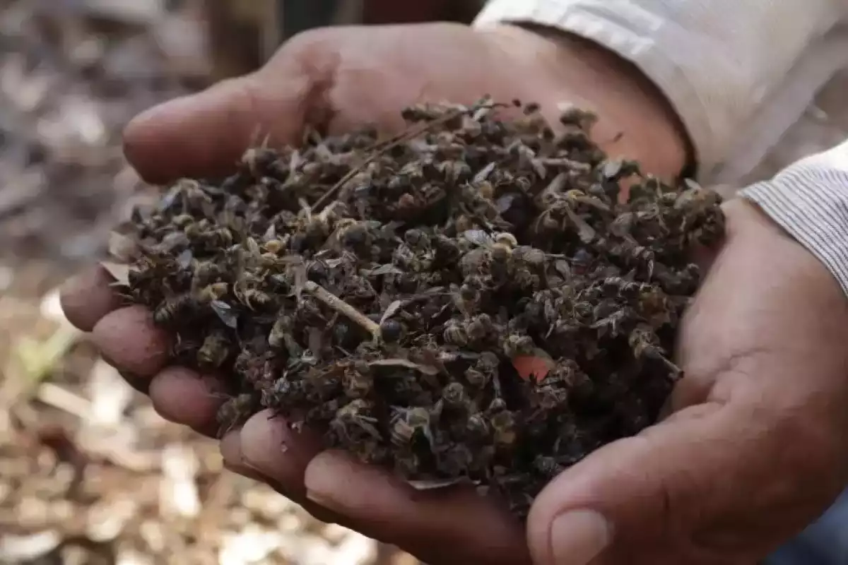 Colmenas et apiculture écologique