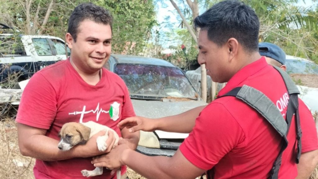 Claves y retos de los héroes caninos: la importancia social de nuestros compañeros peludos